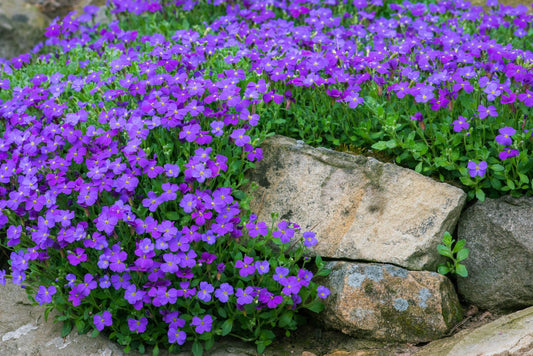 Aubrieta Violet Flower Seeds For Planting