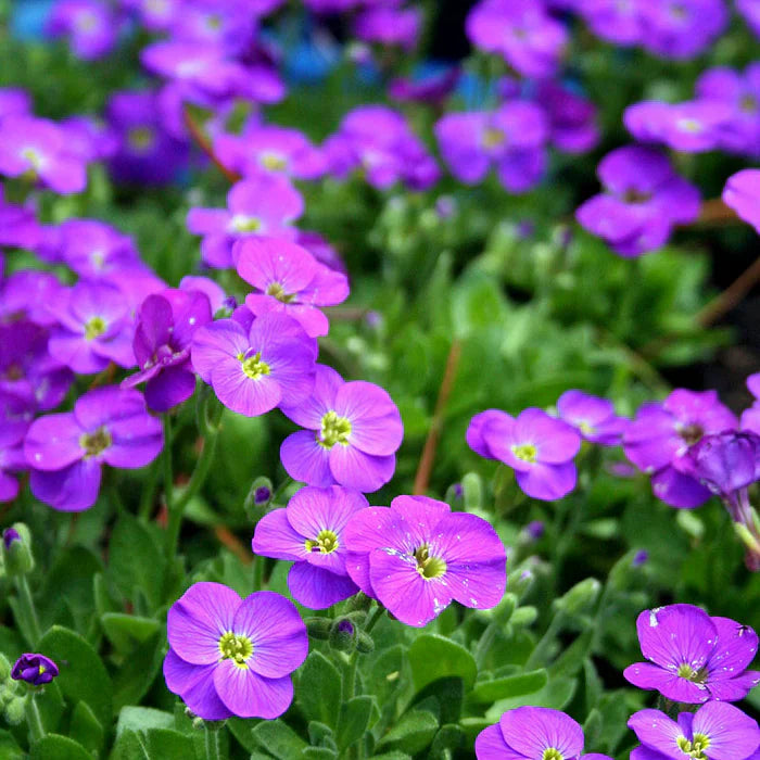 Aubretia Flower seeds for Planting Premium Quality Heirloom & GMO Free Seeds for Home Garden 
 
 Sale seeds for home garden planting
