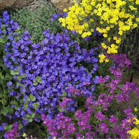 Aubrieta Cascade Dark Blue Flower Seeds