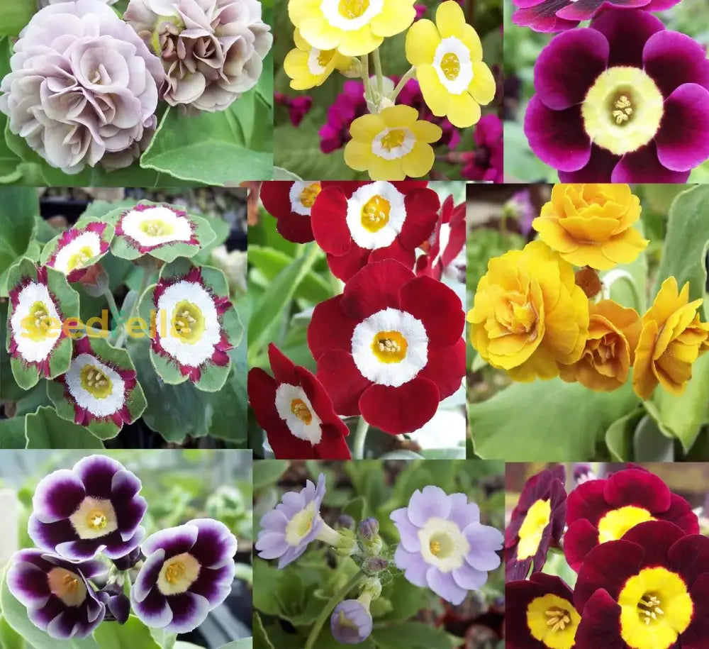Auricula Planting Seeds - Perfect For Gardens Flower