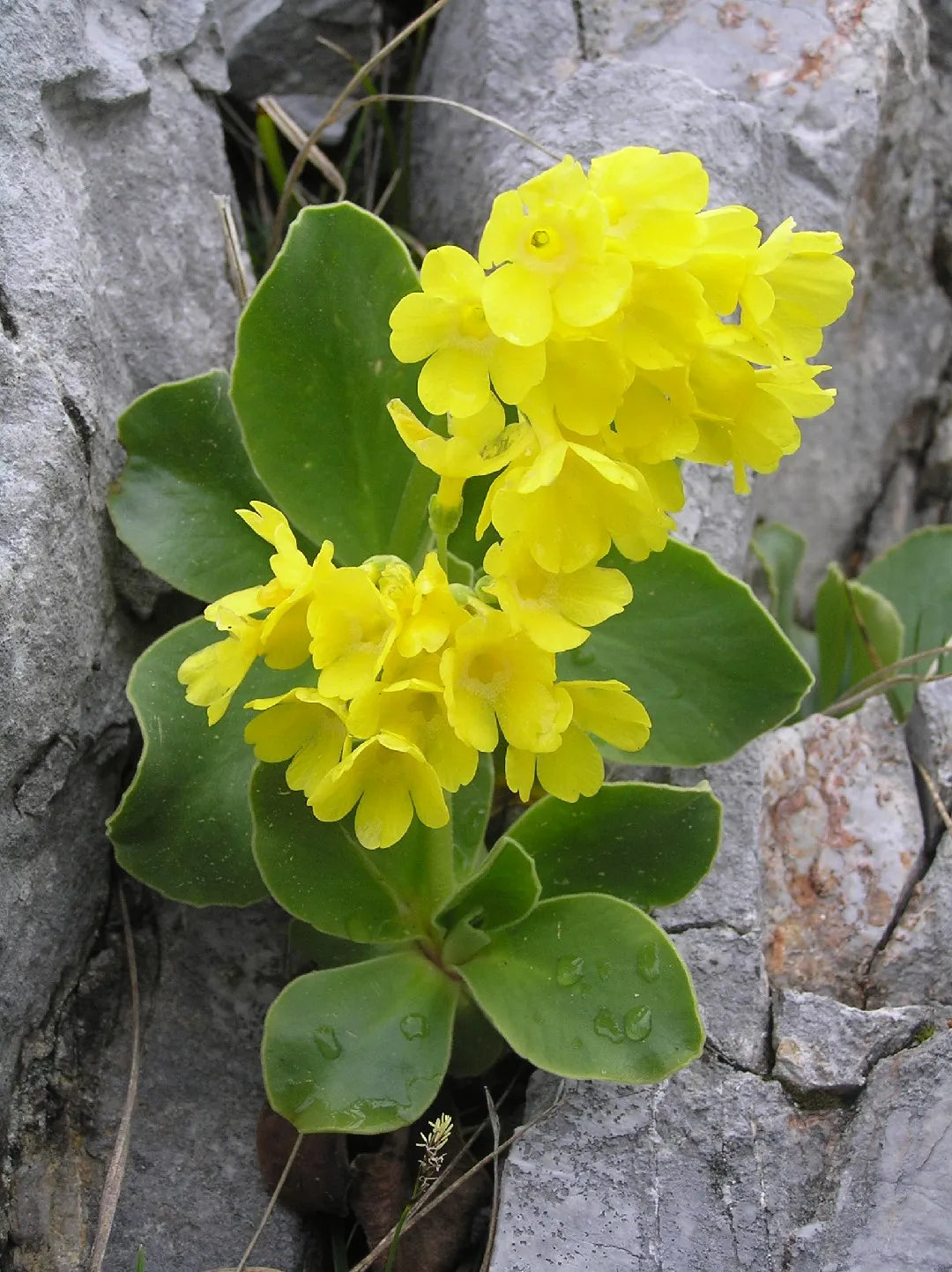 Close-Up of Aurikel Primula Flowers with Vibrant Petals