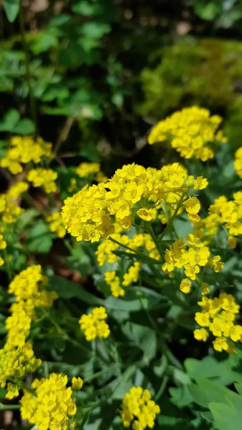 Close-Up of Yellow Aurinia Saxatilis Blossoms