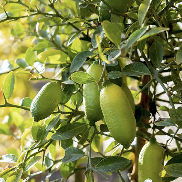 Semi di frutto Finger Lime