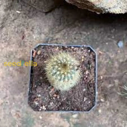 アウストロセファロセレウスの種子（植え付け用）｜緑色のサボテン植物