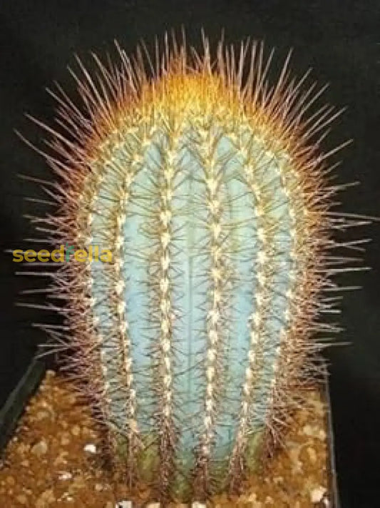 Austrocephalocereus Seeds For Planting | Green Cactus Plant heirloom non-gmo organic garden seeds