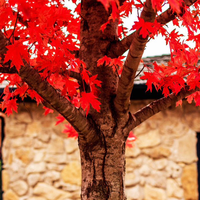 Semi di acero rosso Autumn Blaze