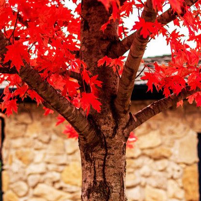 Semi di acero rosso Autumn Blaze