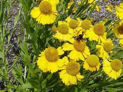 Autumn Sneezeweed Dogtooth Daisy Helen'S Flower Bittersweet Helenium Autumnale Flower Seeds heirloom non-gmo organic garden seeds