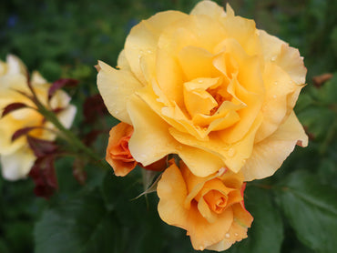 Climbing Autumn Sunset Rose - Warm Orange & Pink Climbing Rose Bush for Your Garden