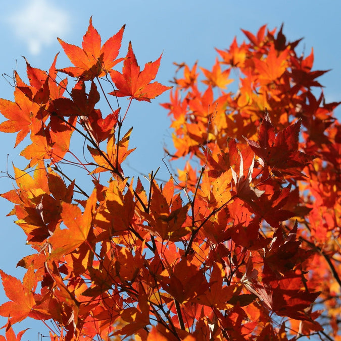 Semi di acero rosso Autumn Blaze