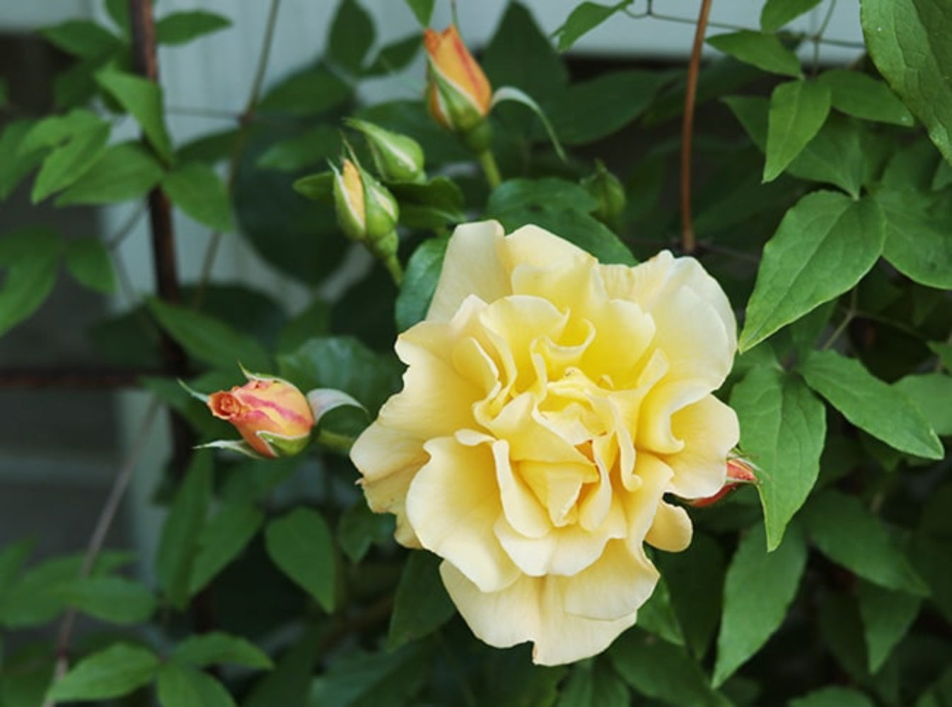 Climbing Winter Sunset Rose - Warm Orange & Pink Climbing Rose Bush for Your Garden