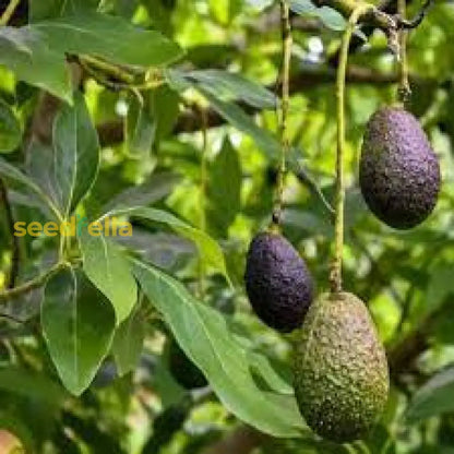 Avocado Seeds: Perfect for Planting