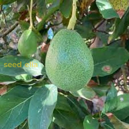 Green Avocado Seeds - Planting Seeds for Fresh Avocado Trees