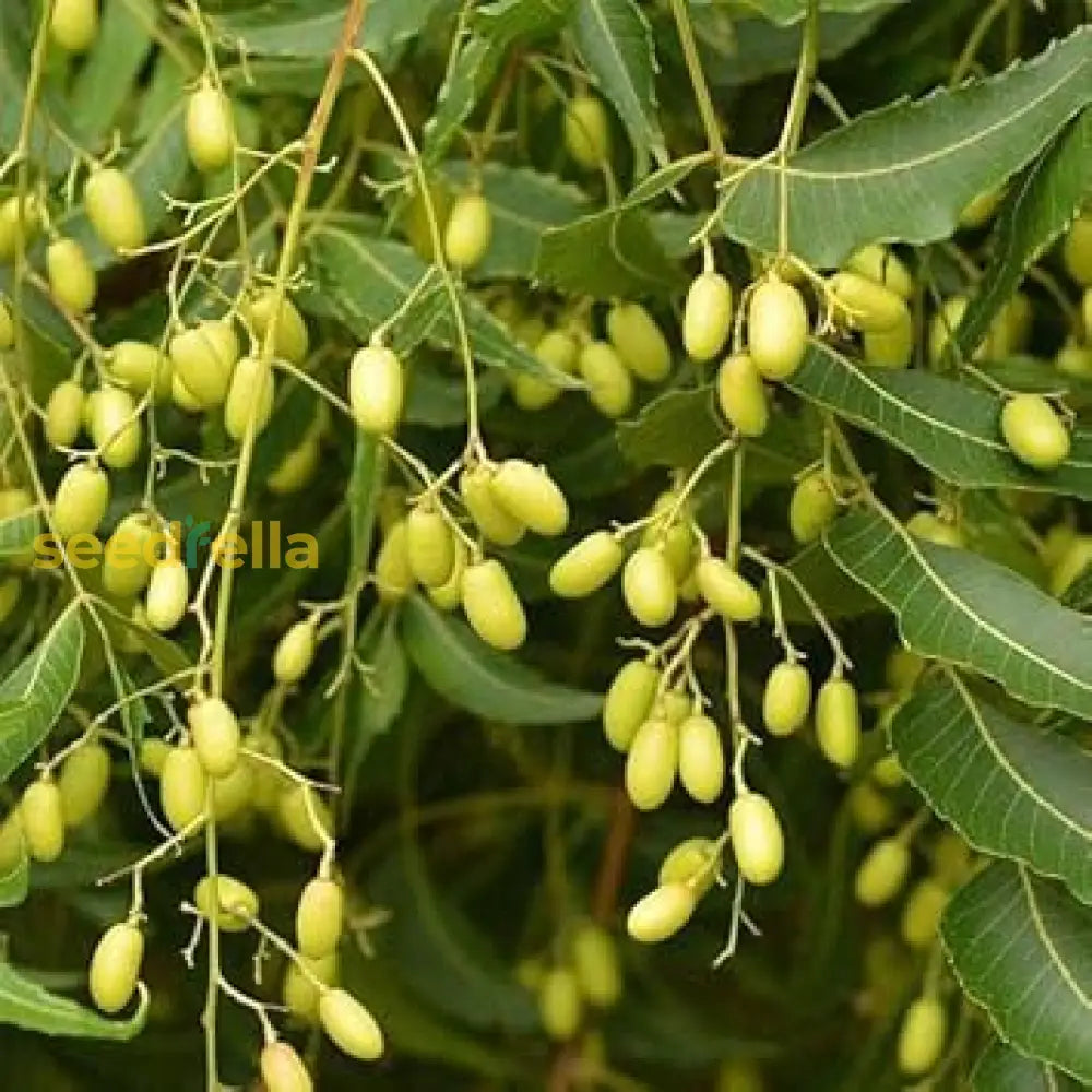 Azadirachta Indica Tree Seeds For Planting heirloom non-gmo organic garden seeds