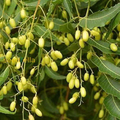 Azadirachta Indica Tree Seeds For Planting heirloom non-gmo organic garden seeds