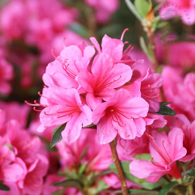 Japanische Azaleen-Blumensamen