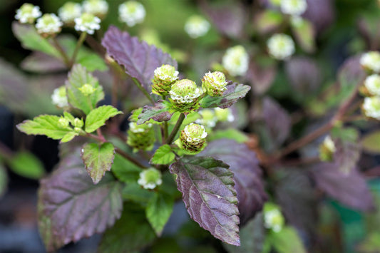 Pure Aztec Aztec Sweet Herb Lippia Dulcis Honeyherb, Mayan Mint, Dulce Buttons ...