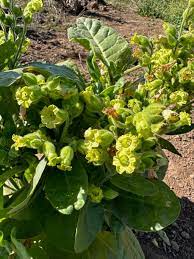 Aztec Tobacco (Nicotiana Rustica) - Midewiwan Sacred Yellow Flower Herb Seeds