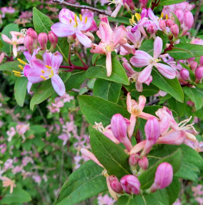 Tartarian Honeysuckle Shrub Seeds