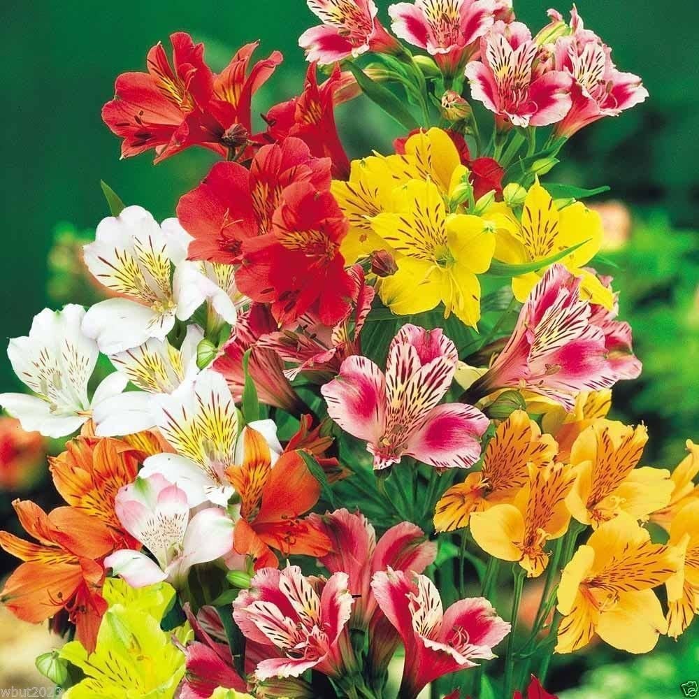 Alstroemeria Mix Flower Seeds