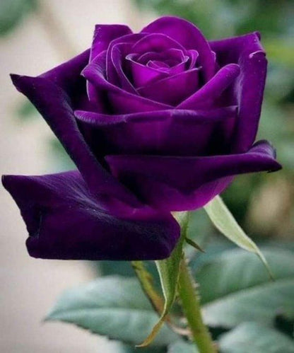 Purple Dragon Rose Flower Seeds