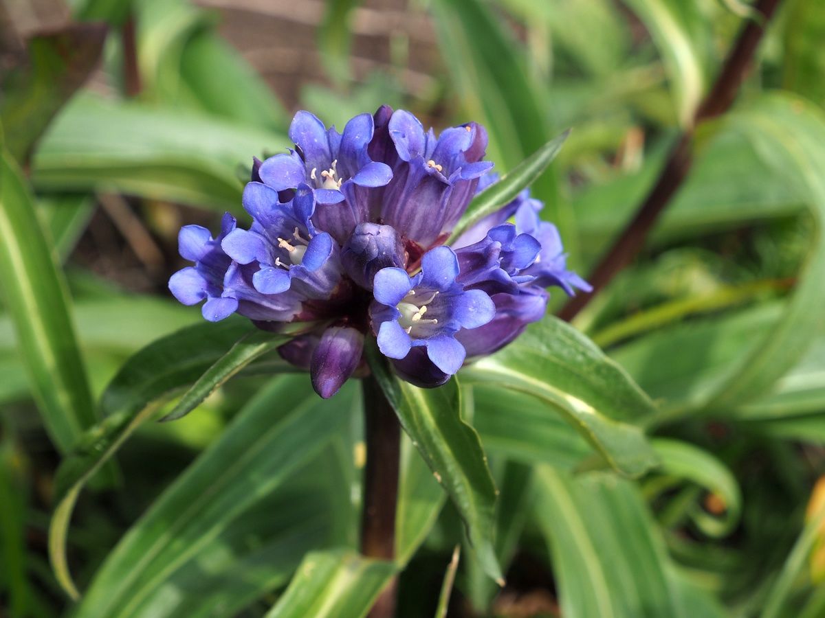 Gentiana Macrophylla Blütensamen zum Pflanzen – Hochwertige, traditionelle und gentechnikfreie Samen für den Hausgarten