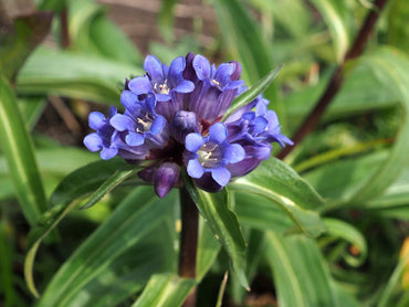 Gentiana Macrophylla Flower seeds for Planting - Premium Quality, Heirloom & GMO Free Seeds for Home Garden