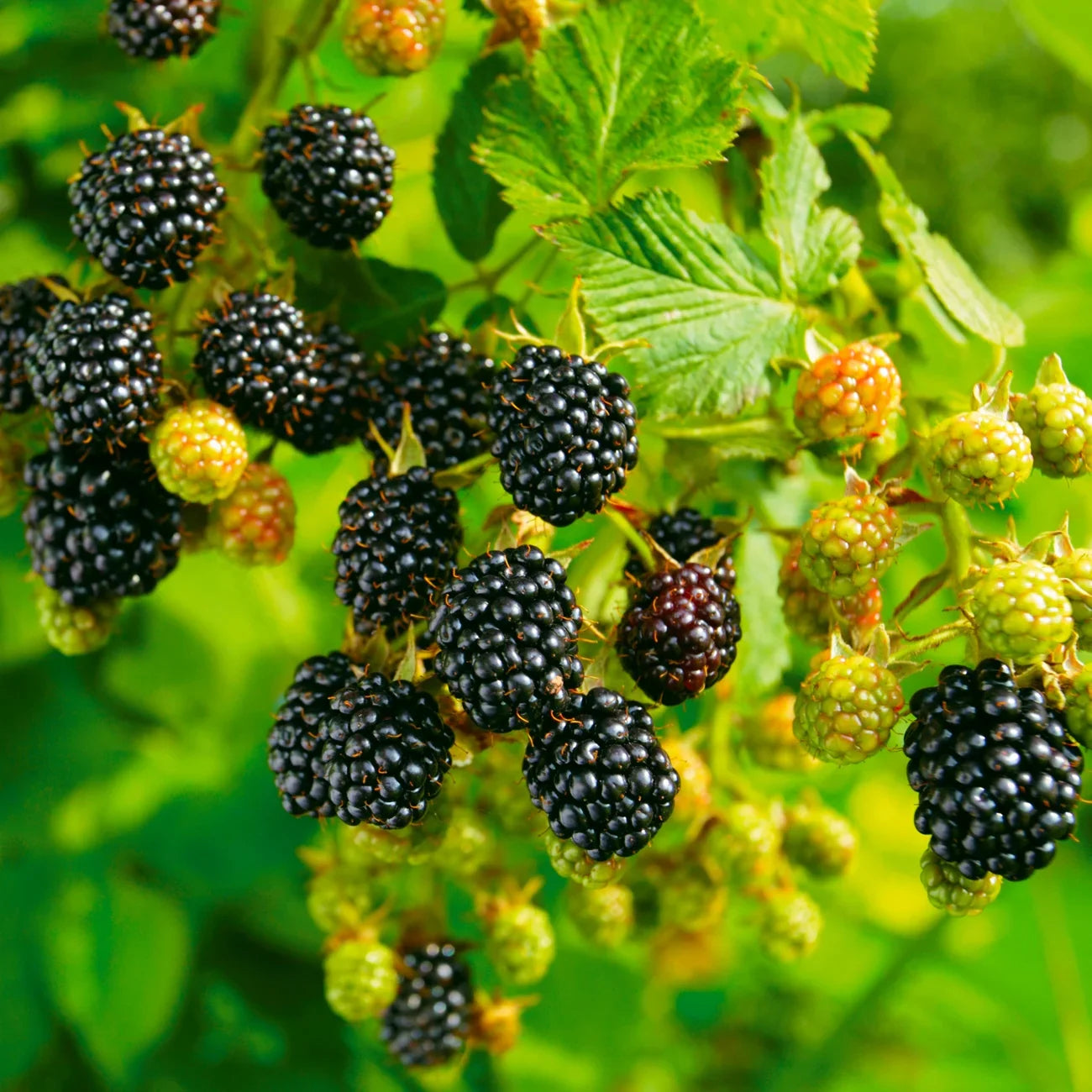 Blackberry Seeds: Planting and Growth Guide for Successful Harvests