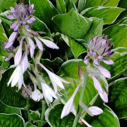 Hosta Sieboldiana 'Elegans' Flower Seeds