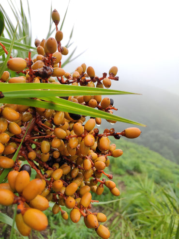 Phoenix Sylvestris Fruit Seeds