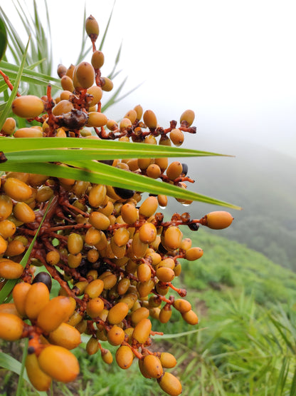 Phoenix Sylvestris Fruit Seeds
