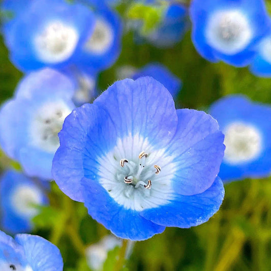 Baby Blue Eyes Flower Seeds