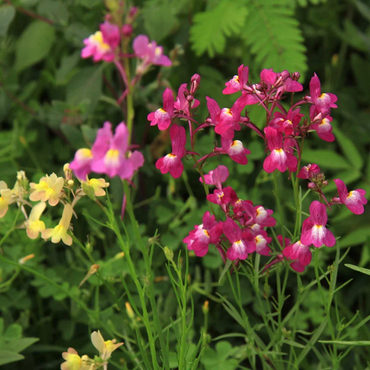 Moroccan Toadflax Flower Seeds