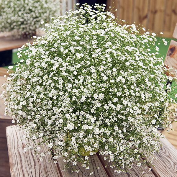 Fresh Babys Breath Floral Arrangement