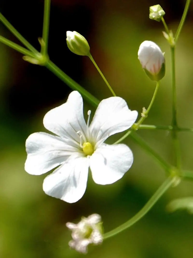Babys Breath Flower Seeds for Planting