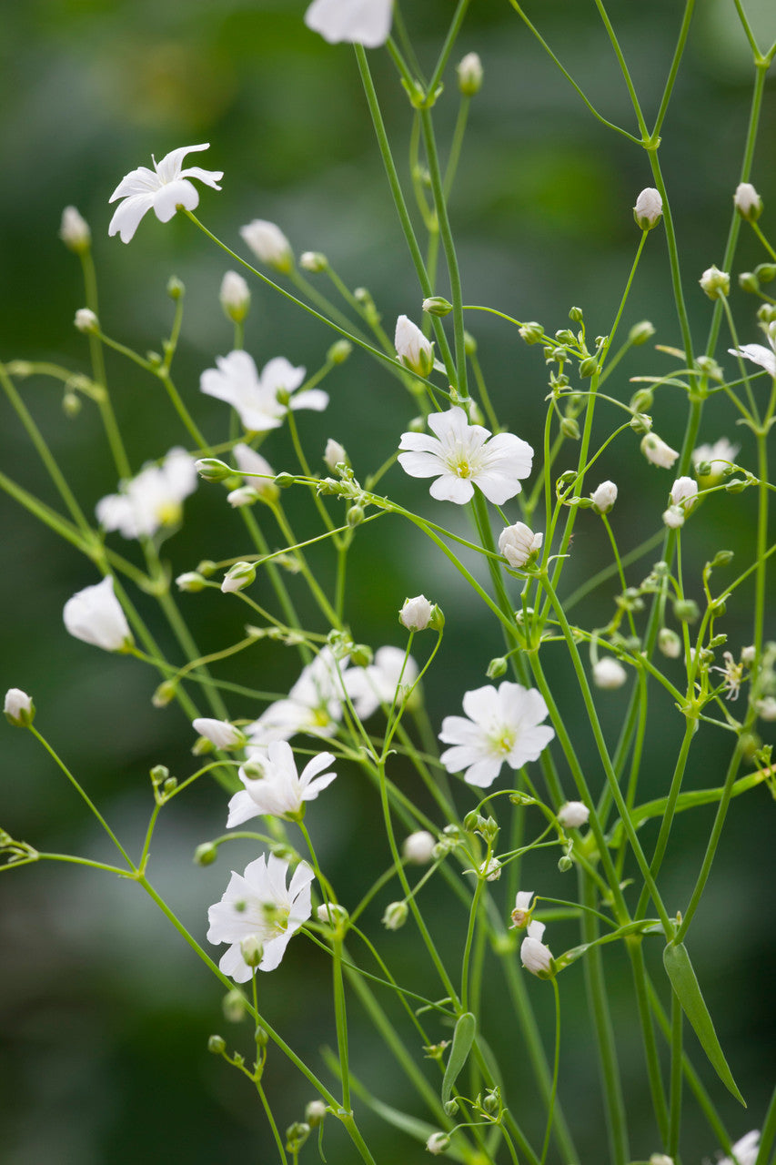 Babys Breath Growing in Garden Bed