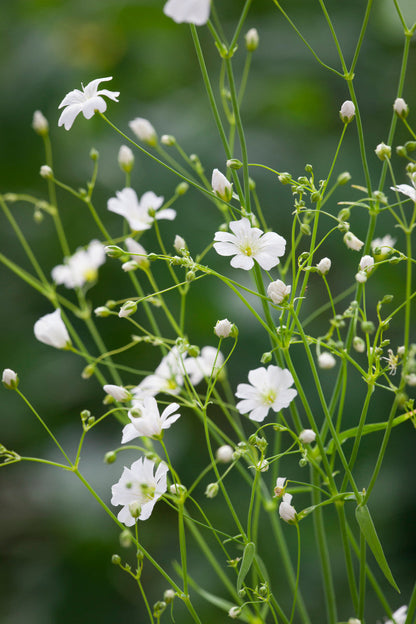 Babys Breath Growing in Garden Bed