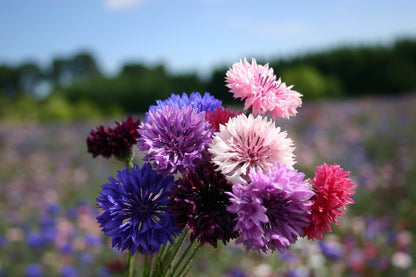 Bachelor Buttons Seeds – Tall Mixed Colors Variety
