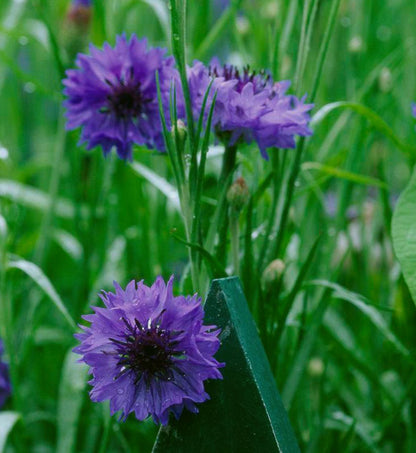 Bachelor Buttons Seeds – Deep Purple Cornflower`
