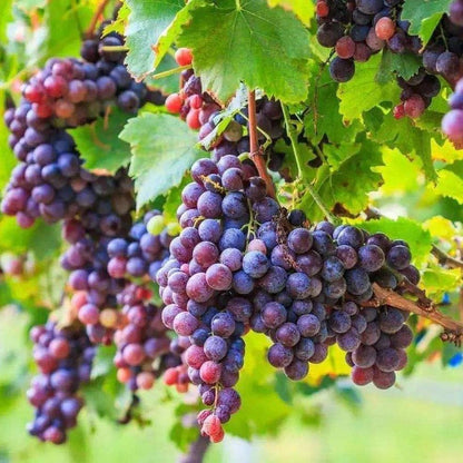 Weinrebenkerne zum Pflanzen Vitis Vinifera gemischte Farben essbar Garten Spalier