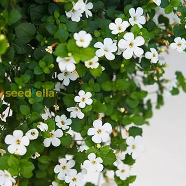 Bacopa Colgantes Flower Seeds Planting