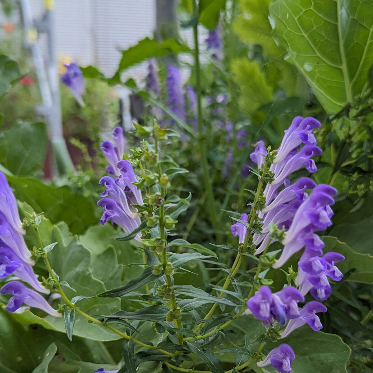 伝統種スカテラリアの花の種 植え付け用 乾燥に強い伝統種・遺伝子組み換えなし 家庭菜園向け