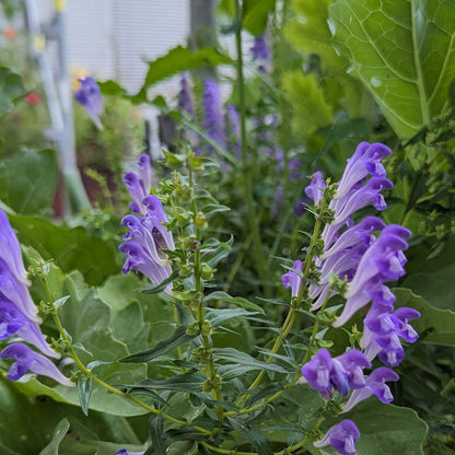 伝統種スカテラリアの花の種 植え付け用 乾燥に強い伝統種・遺伝子組み換えなし 家庭菜園向け