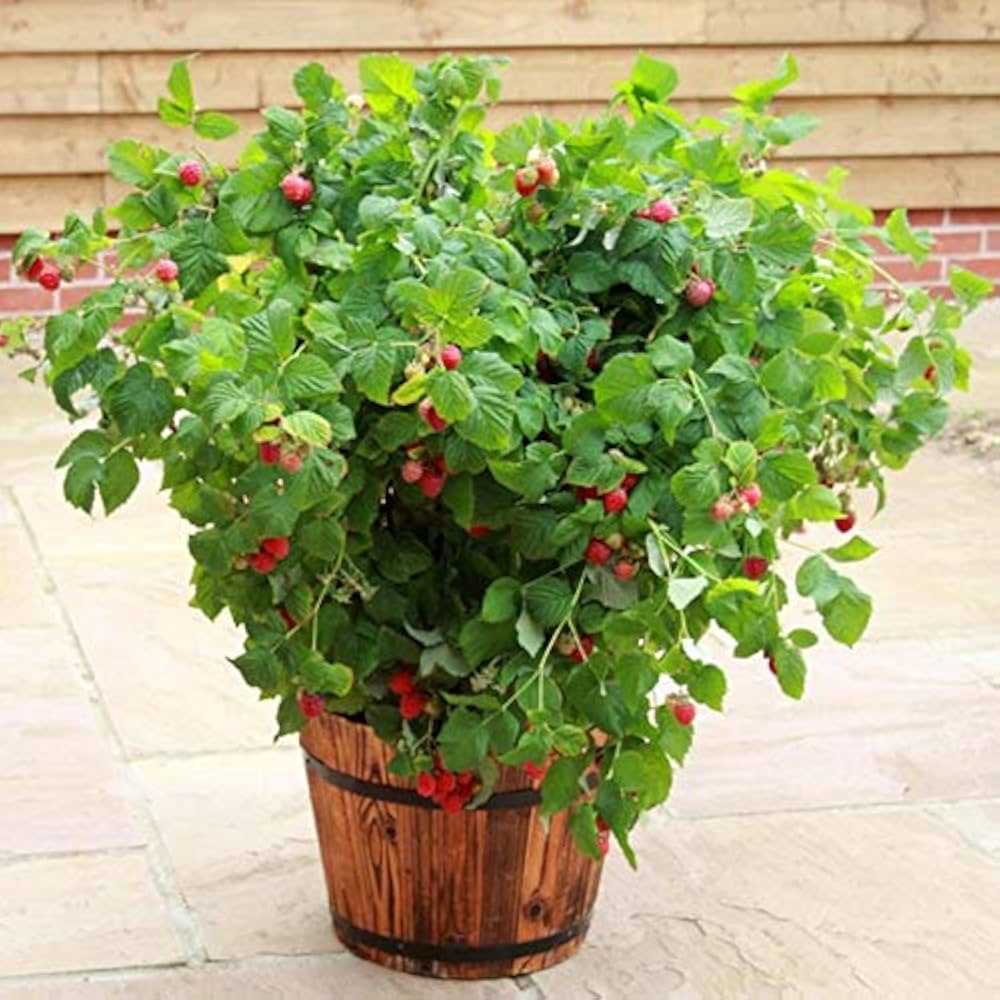Balcony Edible Berry Plant Seeds – Potted Ornamental Red Fruit heirloom non-gmo organic garden seeds