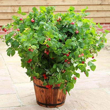 Balcony Edible Berry Plant Seeds – Potted Ornamental Red Fruit heirloom non-gmo organic garden seeds