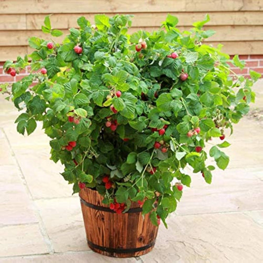 Balcony Edible Berry Plant Seeds – Potted Ornamental Red Fruit heirloom non-gmo organic garden seeds