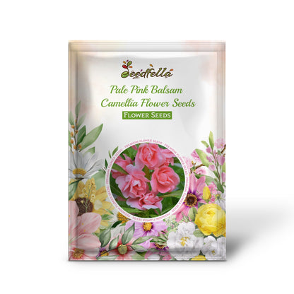 Pale Pink Camellia Flowers Blooming in Garden