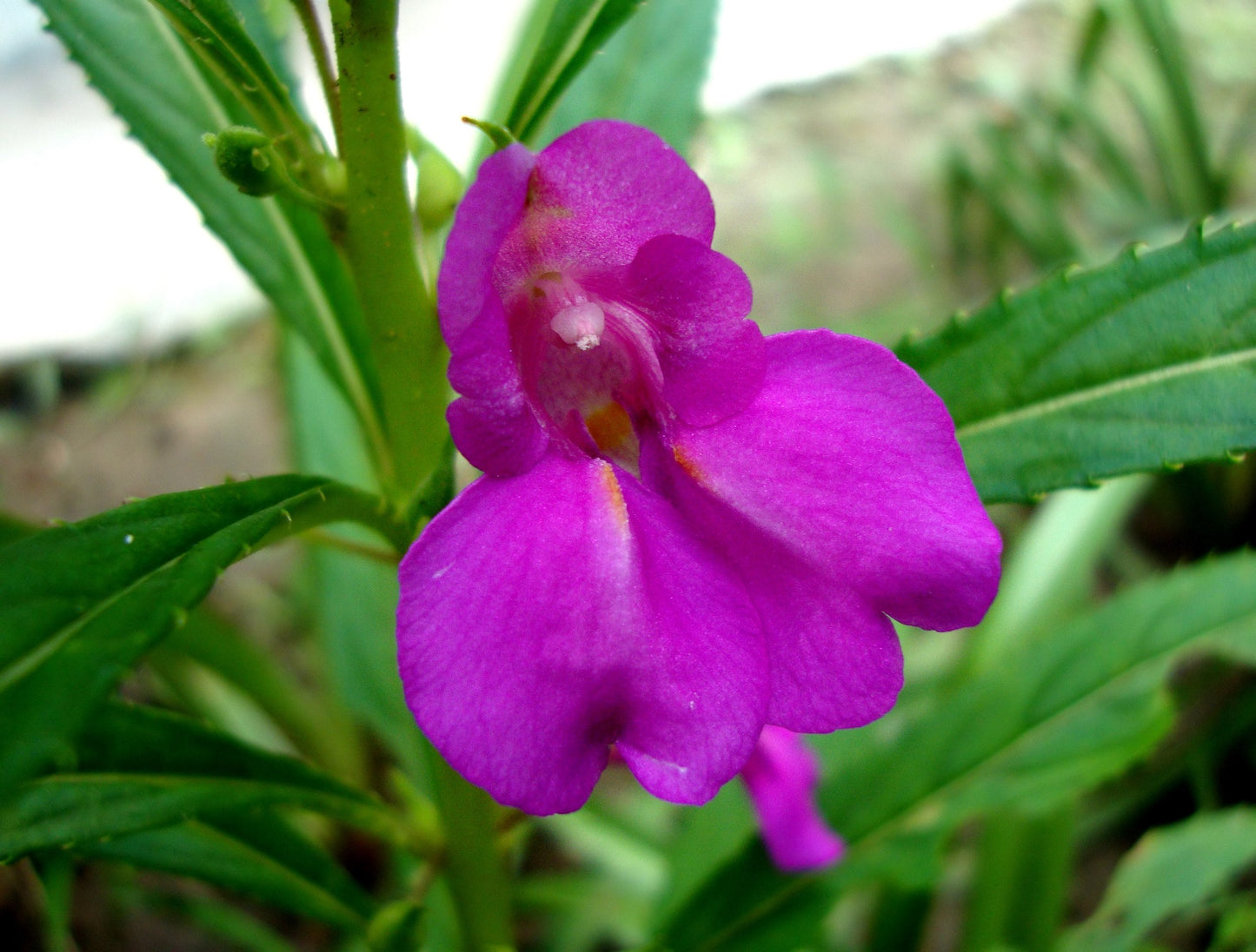 Purple Balsam Camellia blooms in home garden