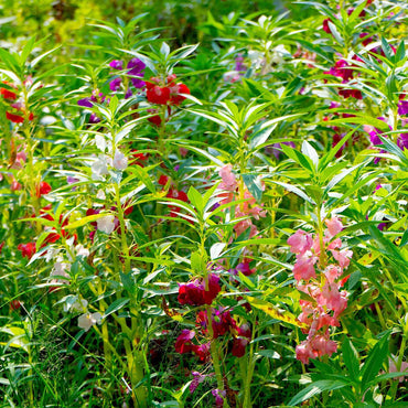 Impatiens, Touch-Me-Not Flower Seeds
