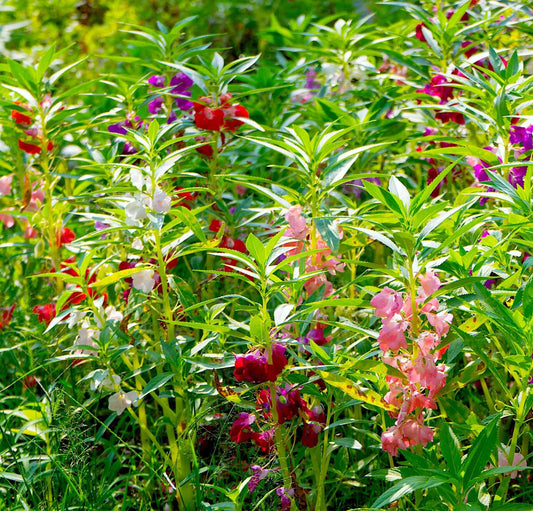 Impatiens, Touch-Me-Not Flower Seeds
